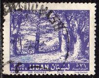 [Cedar of Lebanon, Zahle, tegund HV4]