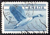 [Birds - Canada Goose, tip GD]