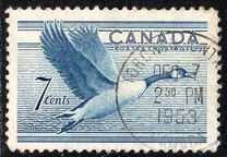 [Birds - Canada Goose, tip GD]