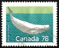 [Canadian Mammals, tip AOK]