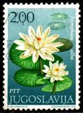 [Flowers, タイプ BET]