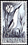 [Water Birds, type YY]