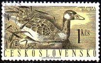 [Water Birds, type ZC]