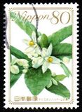 [Flowers, type IIE]
