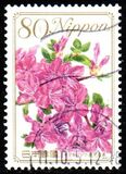 [Flowers, type IIF]