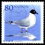 [Flora & Fauna - Rare Wildlife in Japan, type IPL]