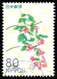 [Flowers, 類型 IQC]