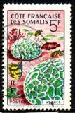 [Corals, tegund EA]