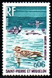 [Birds, type GD]