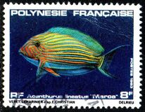 [Fish, Tipi MP]