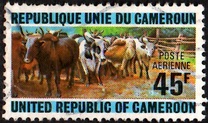 [Cattle-raising in North Cameroun, Tip QG]