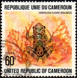 [Cameroun Frogs, වර්ගය UB]