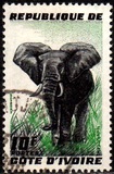 [Elephant, type AY]