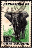 [Elephant, type AY]