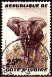 [Elephant, type AY1]