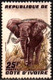 [Elephant, type AY1]