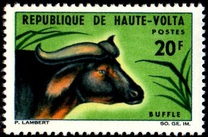 [Fauna, Scrivi DC]