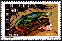 [Animals, type DS]