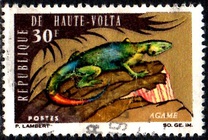 [Animals, type DS]
