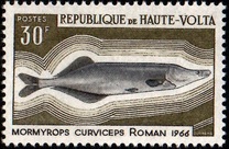 [Fish, type GH]