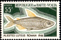 [Fish, type GI]