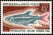 [Fish, type GJ]