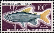 [Fish, type GK]