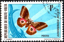 [Butterflies, type IY]