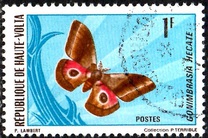 [Butterflies, type IY]