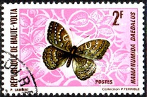 [Butterflies, type IZ]