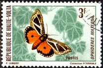 [Butterflies, type JA]