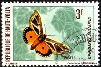 [Butterflies, type JA]