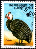 [Animaux domestiques, type ABL]