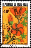 [Flores., tipo ACD]