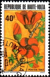 [Flores., tipo ACD]
