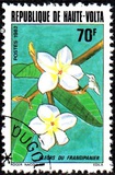 [Flores., tipo ACE]