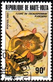[Flores., tipo ACF]