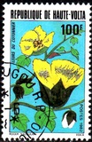[Flores., tipo ACG]