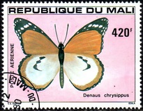 [Butterflies, type AAT]