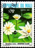 [Flowers, タイプ ADU]
