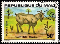 [Goats, type AHC]