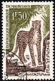 [Animals, タイプ CN]