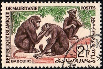 [Animals, タイプ CO]