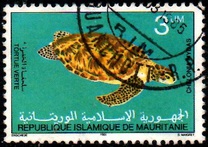 [Turtles, Вид VN]