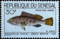 [Fish, տեսակ FG]