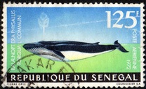 [Airmail - Marine Life, סוג MC]