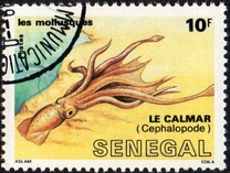 [Molluscs, Tüüp ADI]