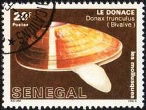 [Molluscs, Tüüp ADJ]
