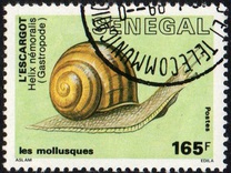 [Molluscs, Tüüp ADL]