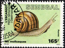 [Molluscs, Tüüp ADL]